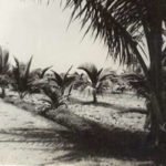 Coconut plantation on the trust farm